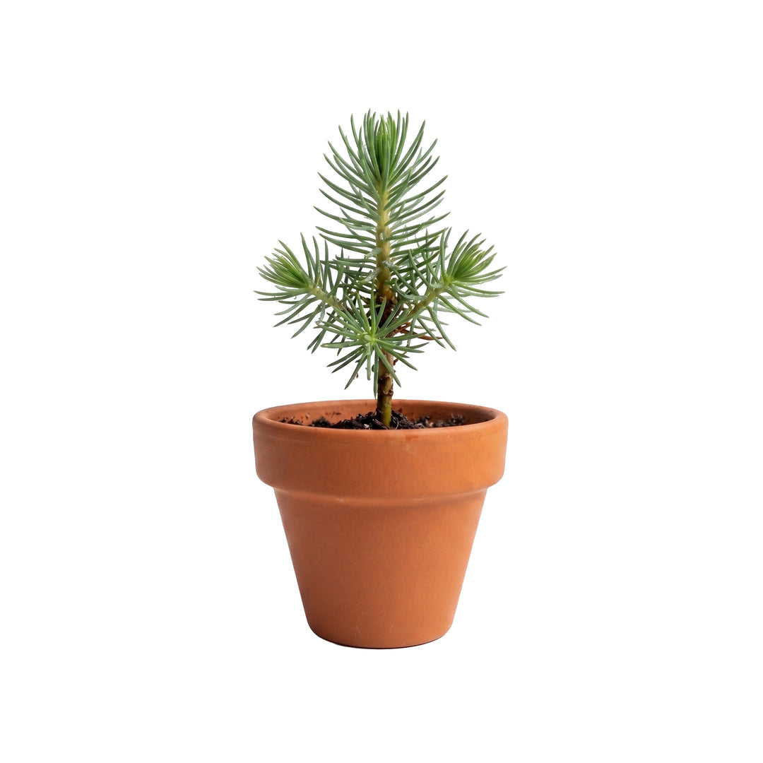 small pots for planting seeds Spruce Tree Grow Kit with Mini Terracotta Pots (12 Pack) – Buzzy Seeds