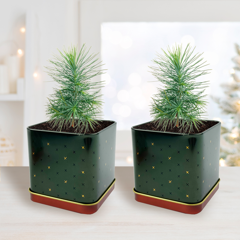 Holiday Decorative Tin Grow Kit | Spruce 2-count