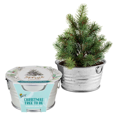 Christmas Tree-To-Be Mini Basin Grow Kit