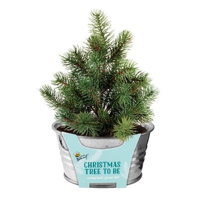 Christmas Tree-To-Be Mini Basin Grow Kit