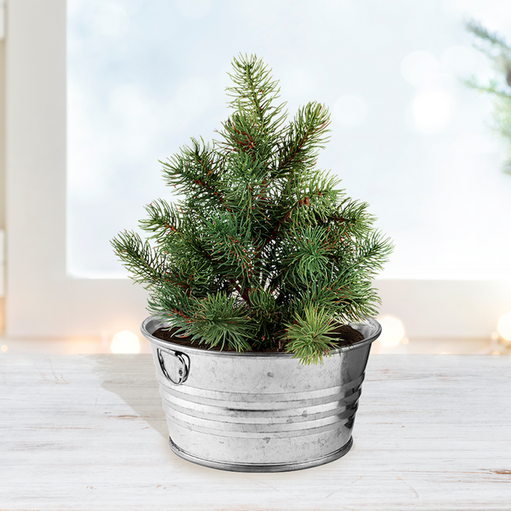 Christmas Tree-To-Be Mini Basin Grow Kit – Grow Your Own Spruce Tree Indoors