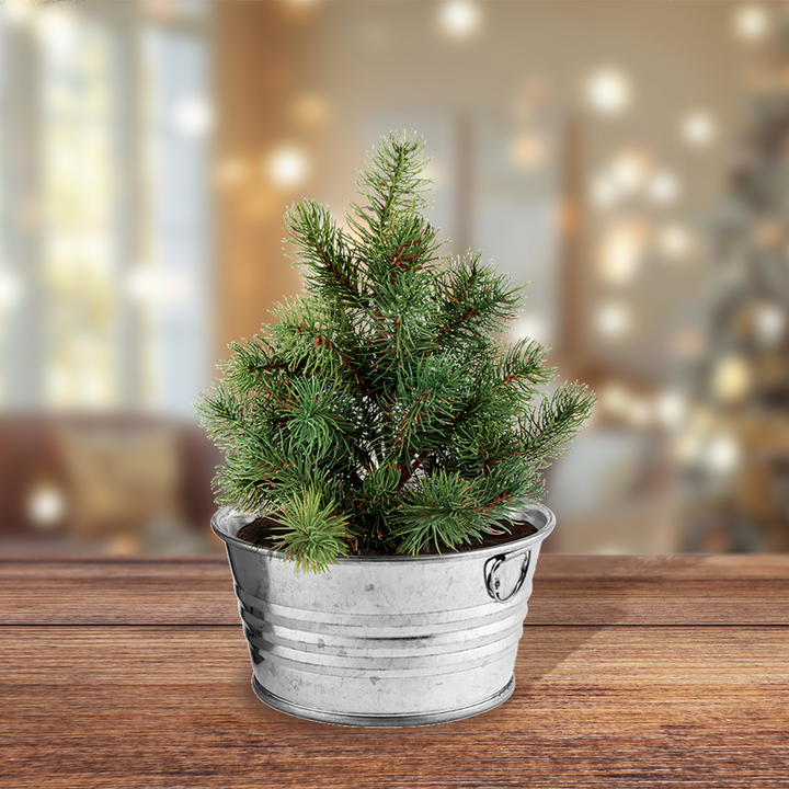 Christmas Tree-To-Be Mini Basin Grow Kit – Grow Your Own Spruce Tree Indoors