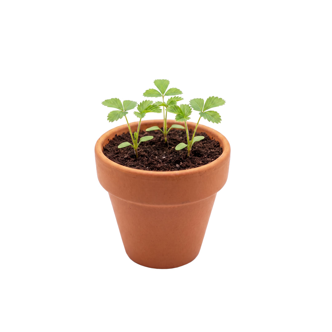 Strawberry Grow Kits | Classic Mini Terracotta Pots (12 Pack)