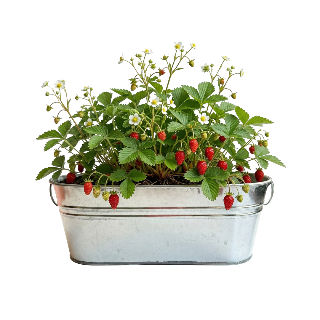 indoor strawberry plant kit Strawberry Grow Kit