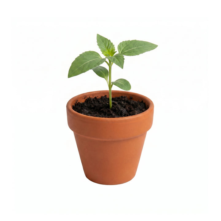 Classic Mini Terracotta Pots | Assorted (12 Pack)