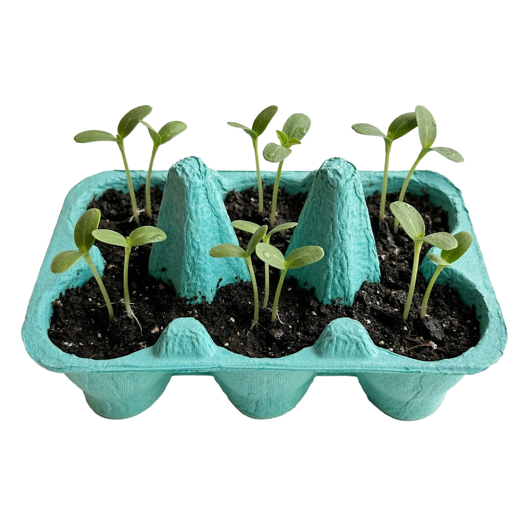 Sunflower & Daisy Grow Kit | Colorful Egg Carton (2 Pack)