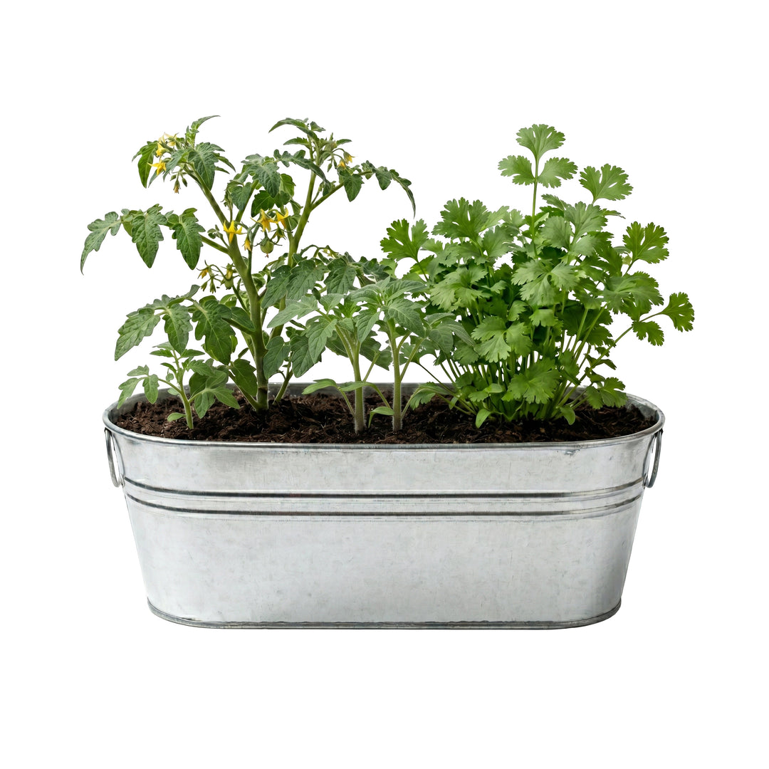 Taco Night Grow Kit | Galvanized Windowsill Planter