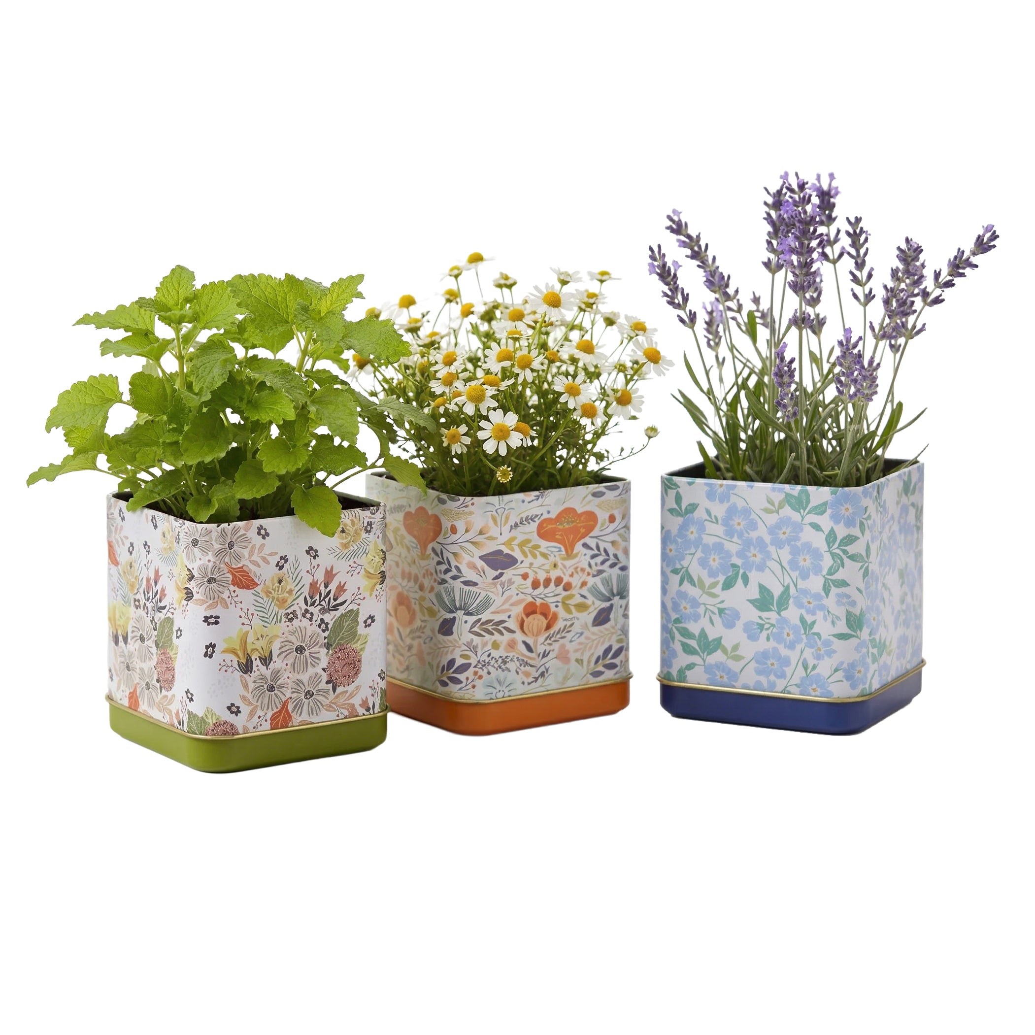 Lavender Chamomile Lemon Balm Tea Garden Kit Trio – Buzzy Seeds