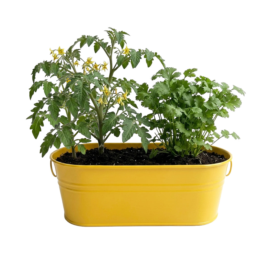 Taco Night Herb Grow Kit with Tomato and Cilantro – Buzzy Seeds