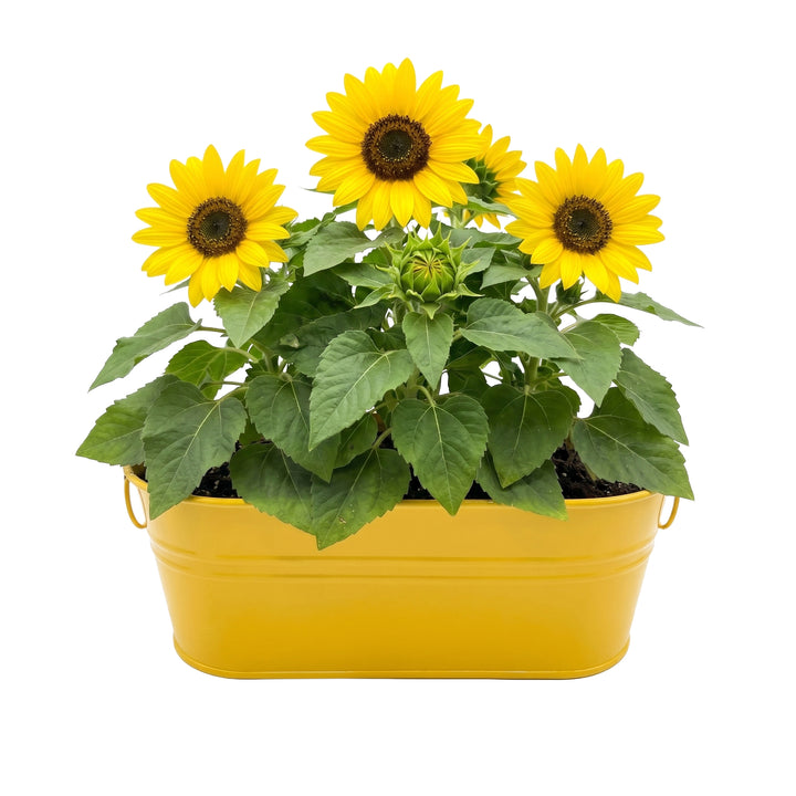 Kids My First Garden Grow Kit | Tomato & Marigold, Sunflower (2 Pack)