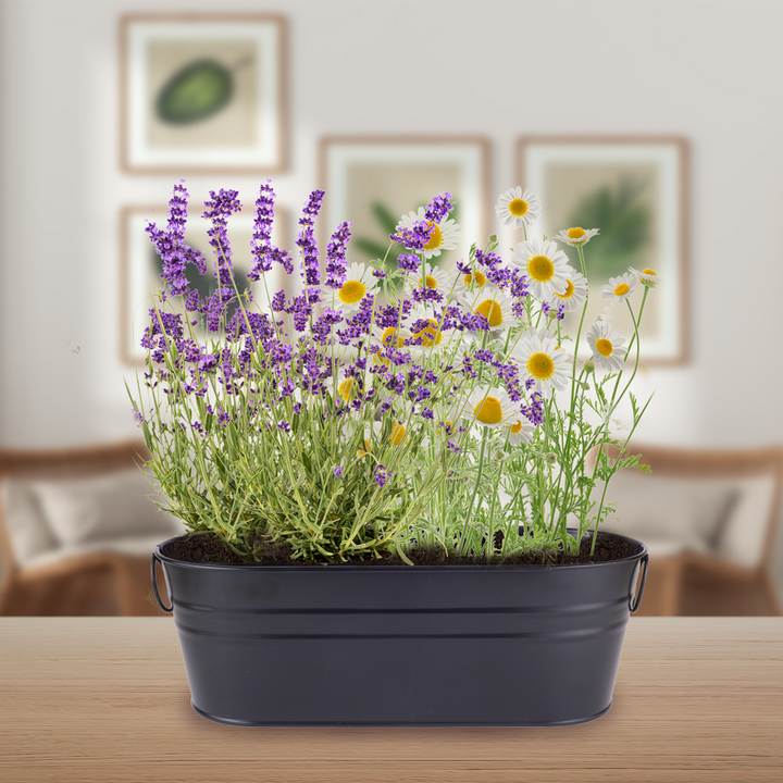 Zen Garden Windowsill Grow Kit | Lavender & Chamomile