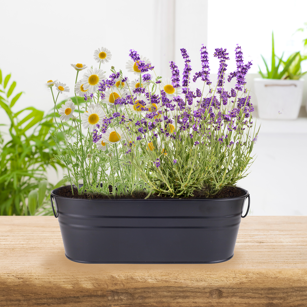 Zen Garden Windowsill Grow Kit | Lavender & Chamomile