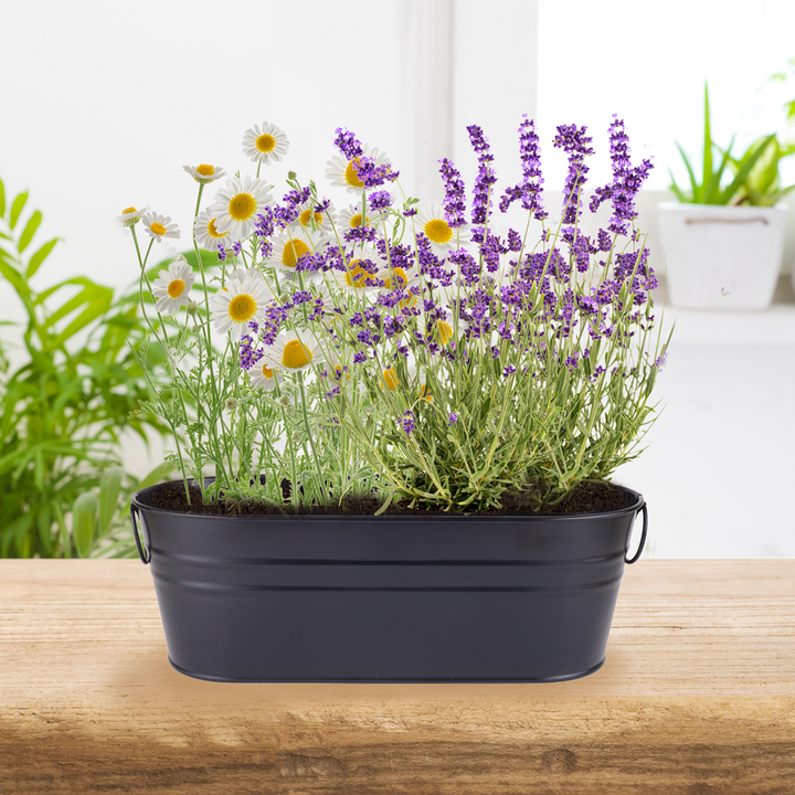Zen Garden Windowsill Grow Kit | Lavender & Chamomile