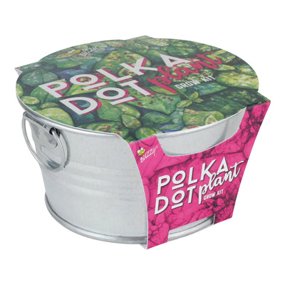 Polka Dot Plant Mini Basin Grow Kit
