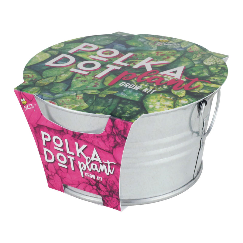 Polka Dot Plant Mini Basin Grow Kit