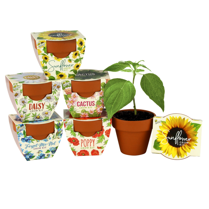 Daydream Mini Terracotta Grow Kit | Assorted 6-pack