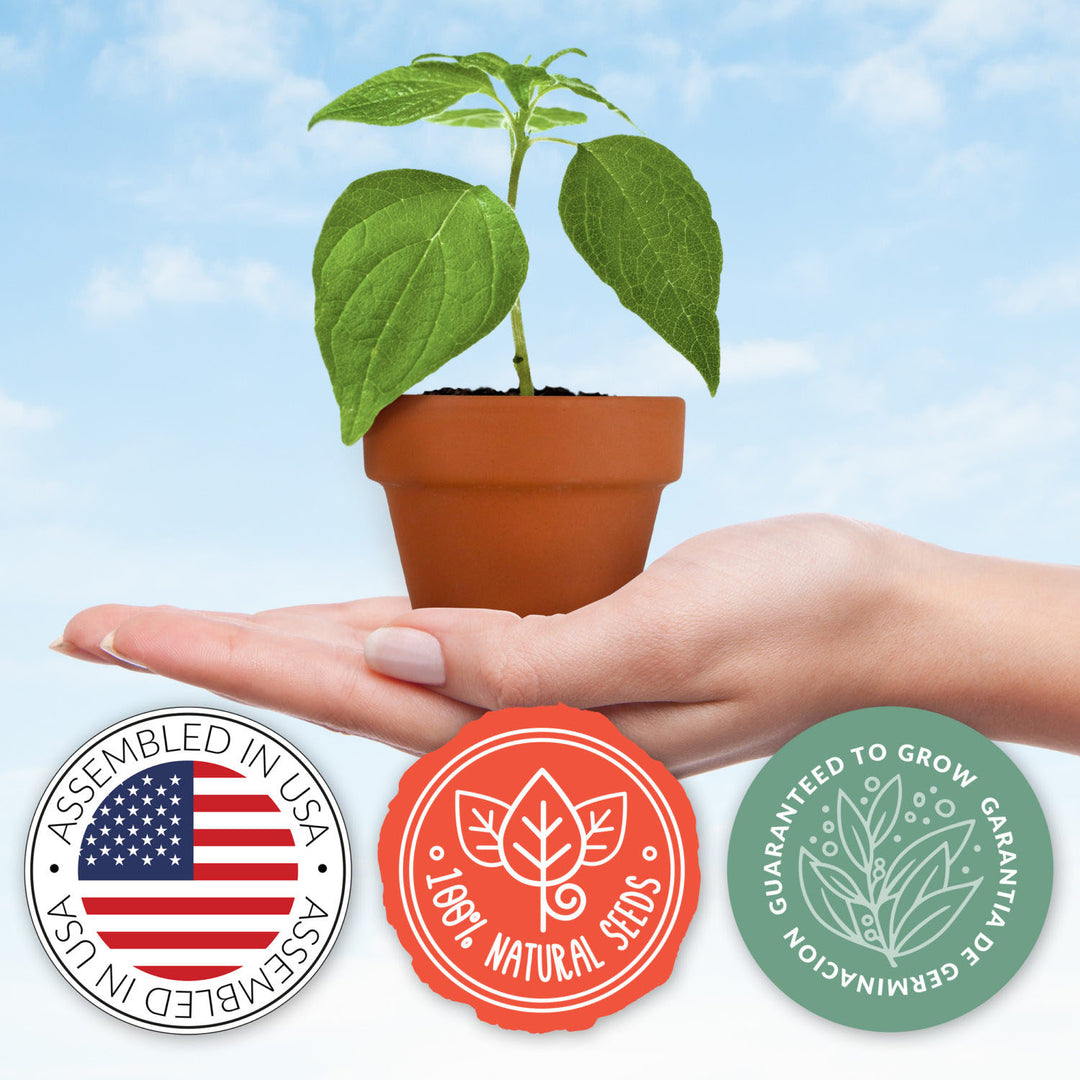 Daydream Mini Terracotta Grow Kit | Assorted 6-pack