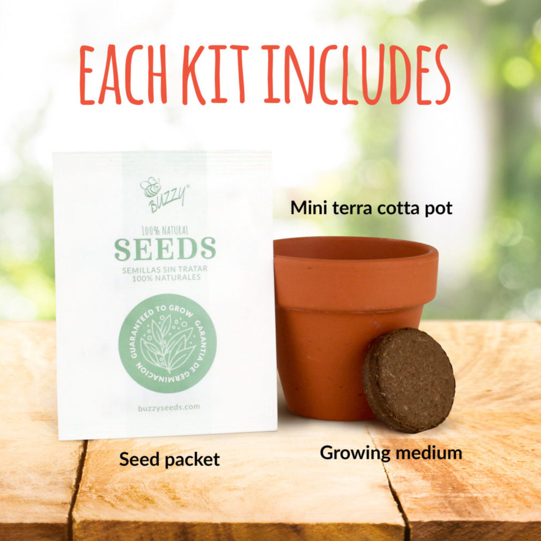 Daydream Mini Terracotta Grow Kit | Assorted 6-pack