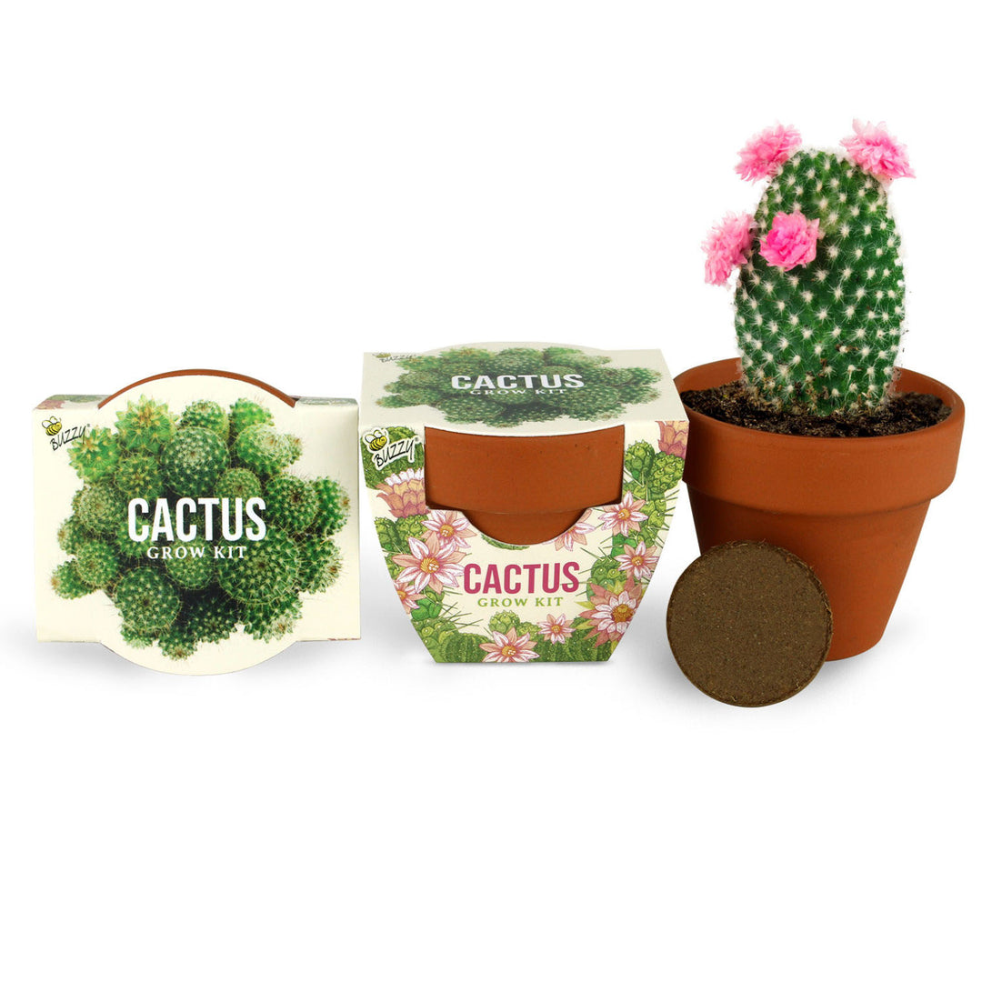 Daydream Mini Terracotta Grow Kit | Assorted 6-pack