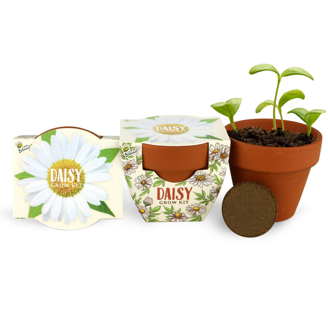 Daydream Mini Terracotta Grow Kit | Assorted 6-pack