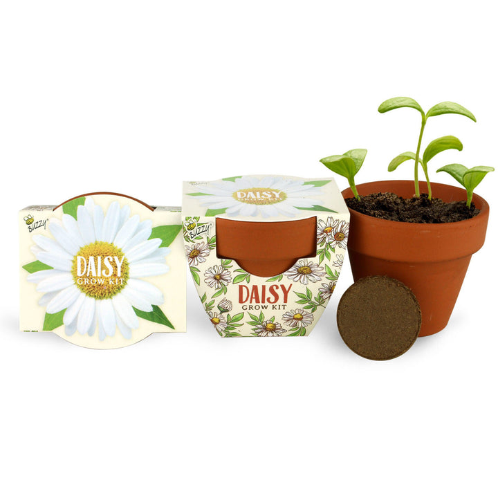 Daydream Mini Terracotta Grow Kit | Assorted 6-pack