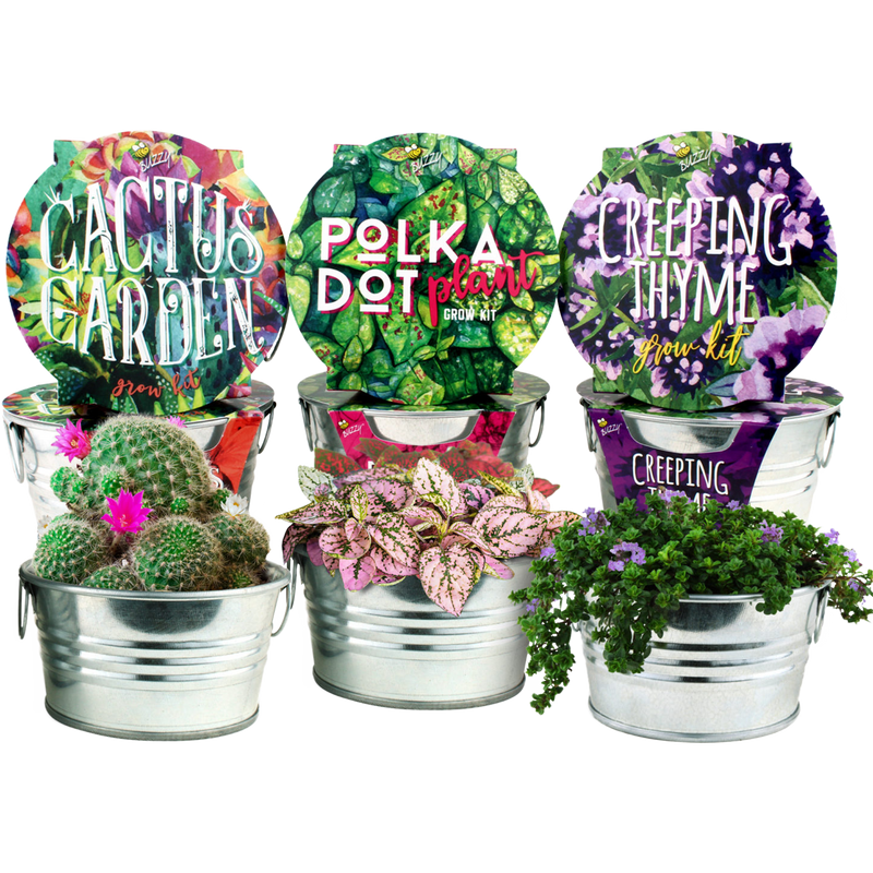 Assorted Mini Basin Grow Kit 3pk - Painted Garden Collection