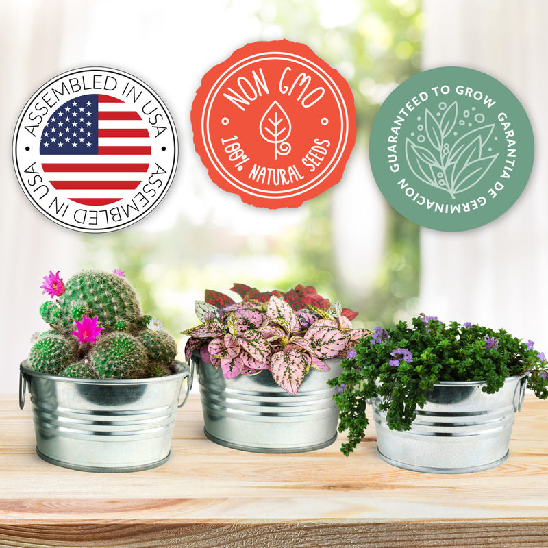 Mini Basin Grow Kit 3-pack | Polka Dot Plant, Creeping Thyme, Cactus