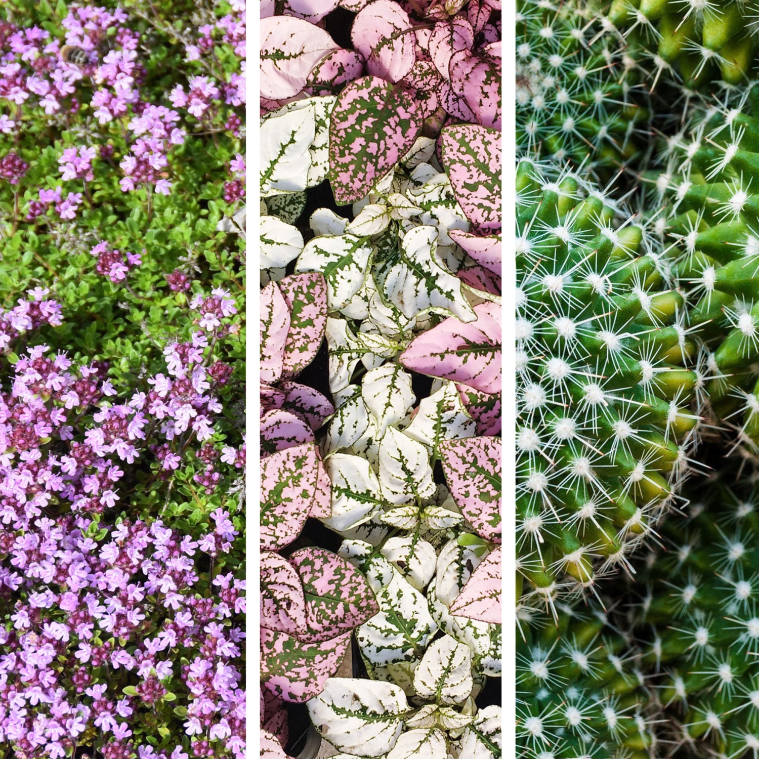 Cactus Mini Basin Grow Kit – Buzzy Seeds