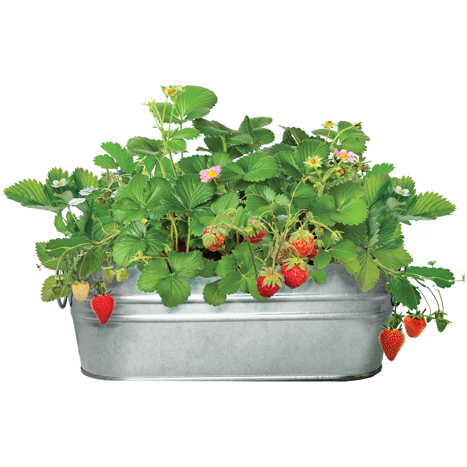  WILD STRAWBERRY プレート23cm4枚 ウェッジウッド（WEDGWOOD） ワイルドストロベリー/Wild
