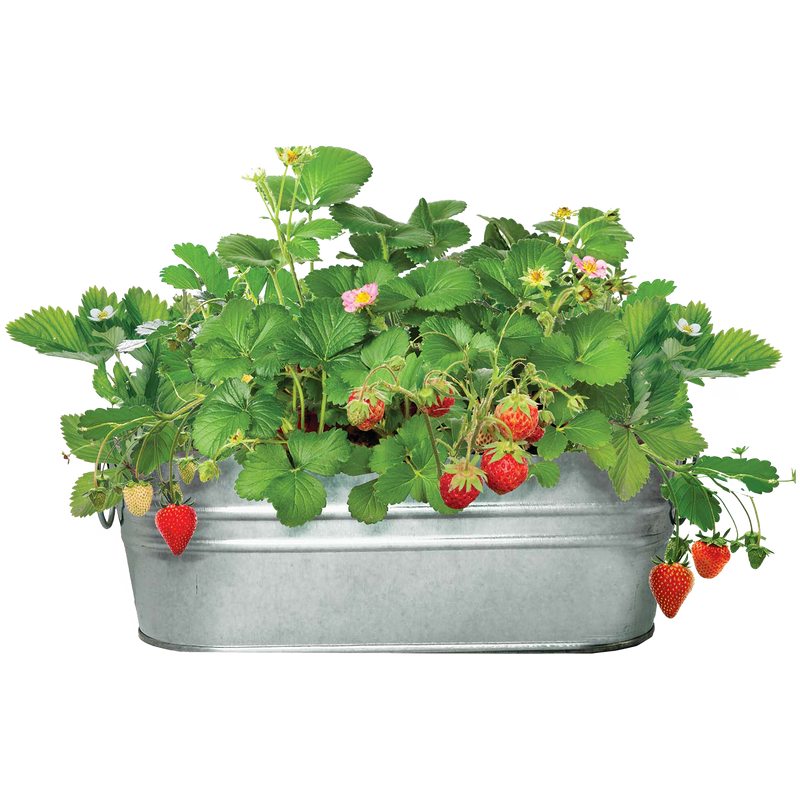 Strawberry Garden Windowsill Grow Kit