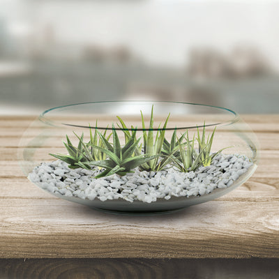 Aloe Glass Terrarium Grow Kit