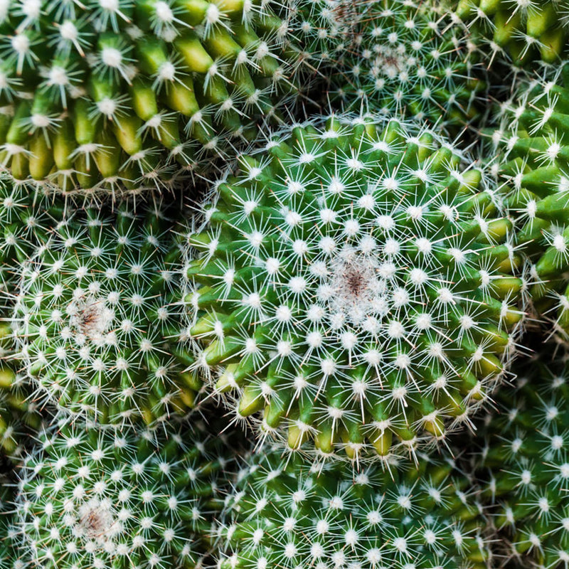 Cactus Mini Basin Grow Kit - Succulent Garden Collection