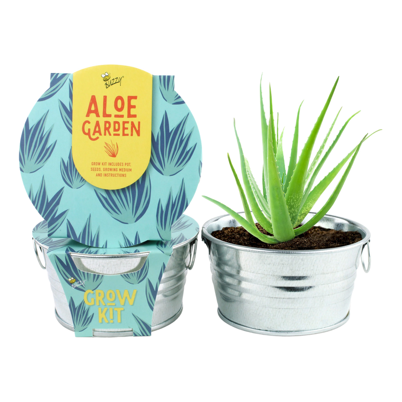 Aloe Mini Basin Grow Kit - Succulent Garden Collection
