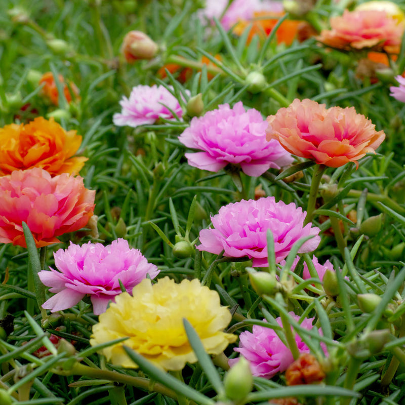 Moss Rose Mini Basin Grow Kit - Succulent Garden Collection