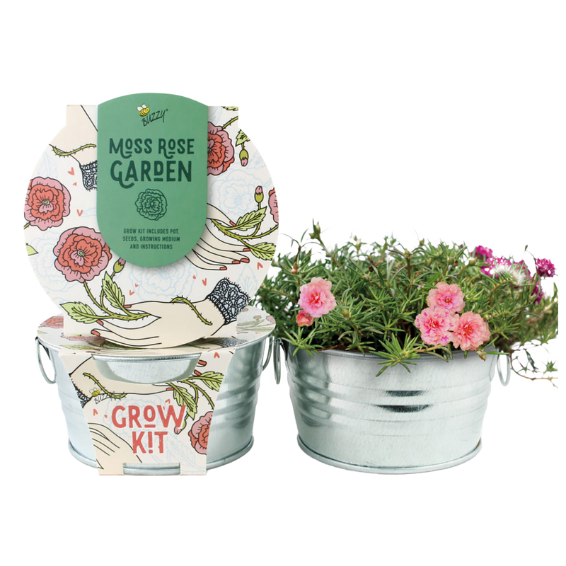 Moss Rose Mini Basin Grow Kit - Succulent Garden Collection