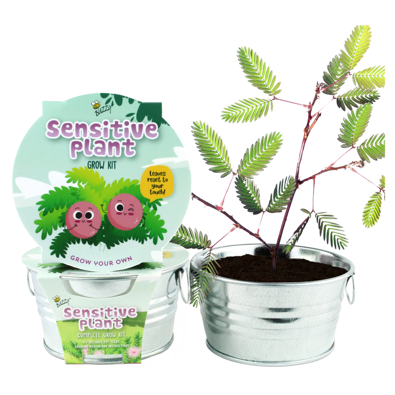 Sensitive Plant Mini Basin Grow Kit