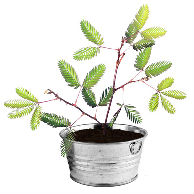 Sensitive Plant Mini Basin Grow Kit