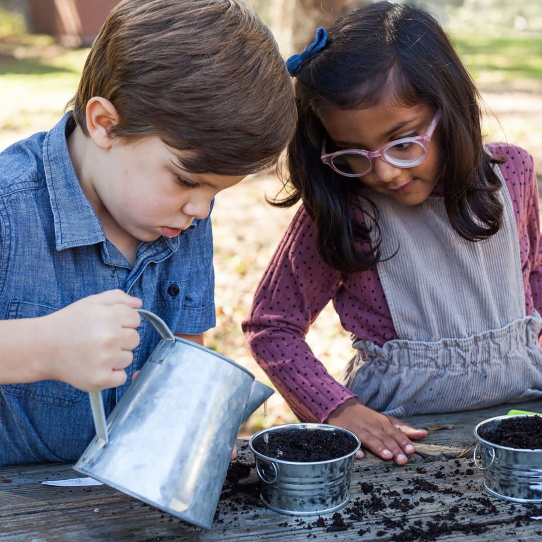 buzzy seeds sensitive plant Sensitive Plant Grow Kit