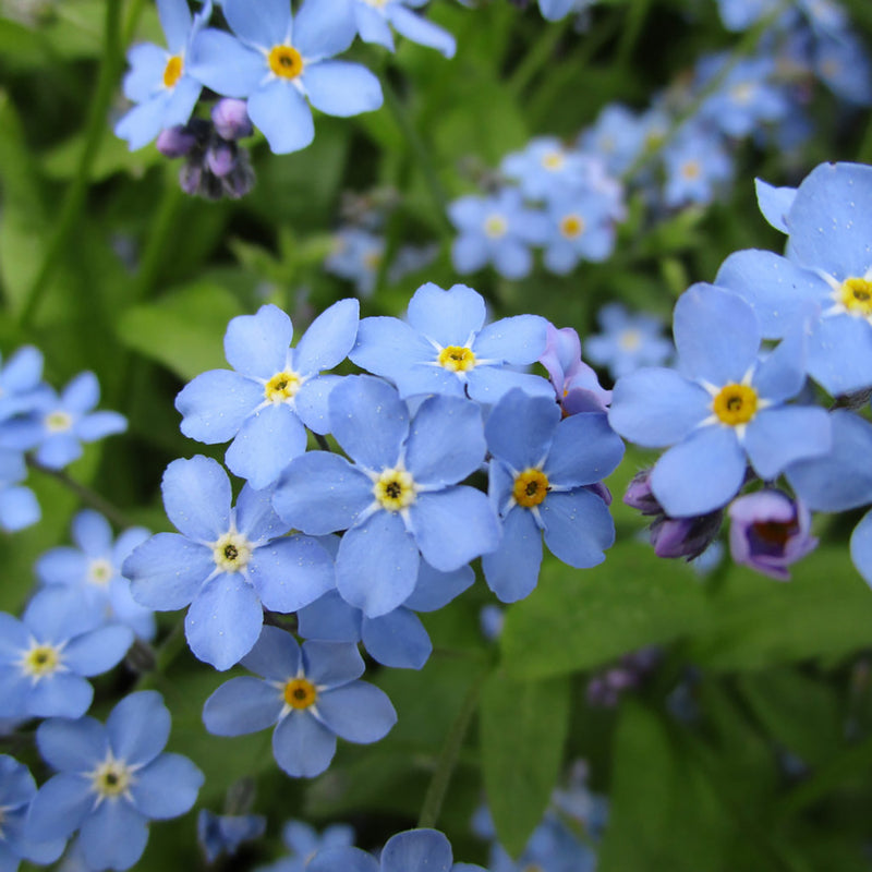 Growing Forget Me Nots for the Flower Farmer — the kokoro garden