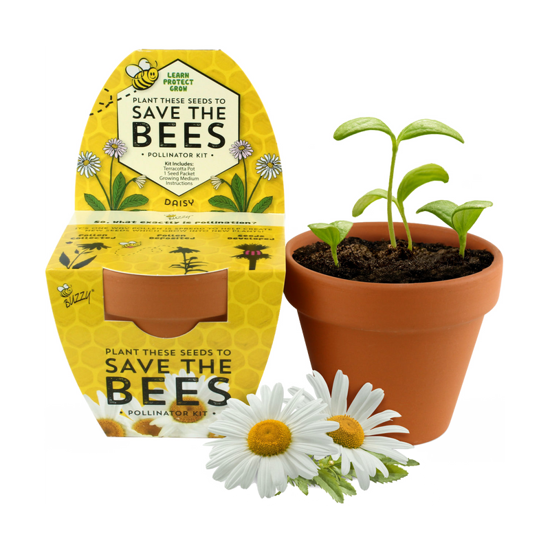 Save the Bees Daisy Classic Terracotta Grow Kit
